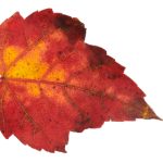 畅享寄宿日记漫画:免费在线阅读全攻略 9f6x2