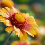 畅享大米星球网站的免费视频观看体验 nfris5o8s