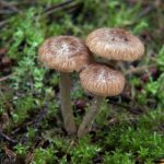 绅士仓库入口:探索绅士风范的秘密藏品与独特魅力 tmm2no3